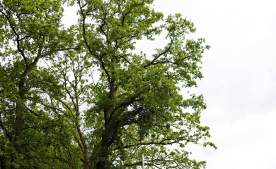 img-7