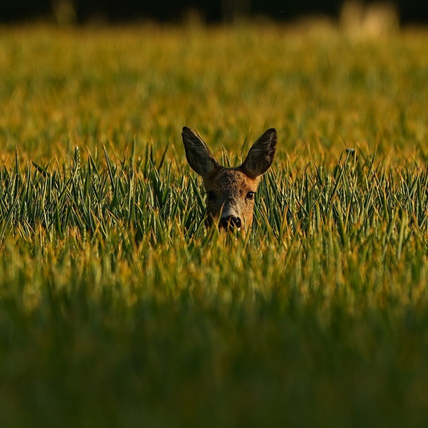 header_banner_image