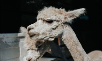 Gallery image mobile 3